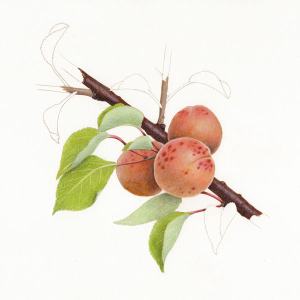 abricot-fruits-oubliés
